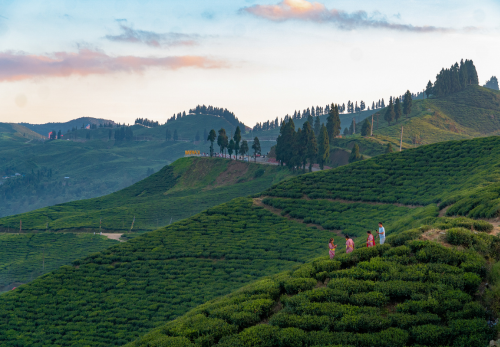 Treasures of the Kathmandu Valley and tea route in Ilam